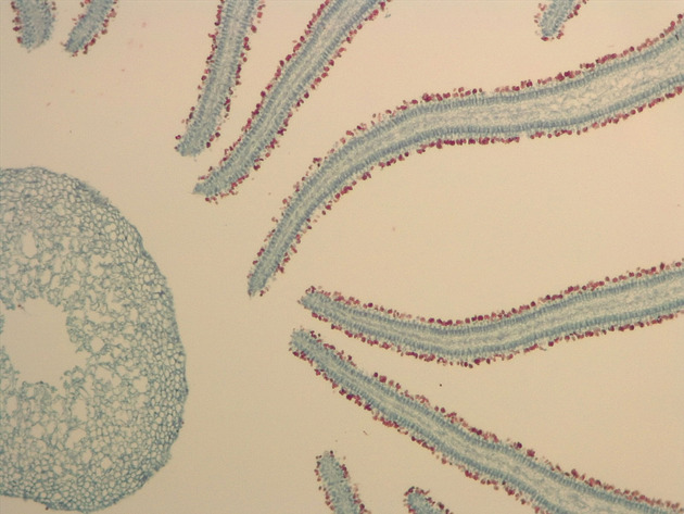 Coprinus Slides - Coprinus 03 100X